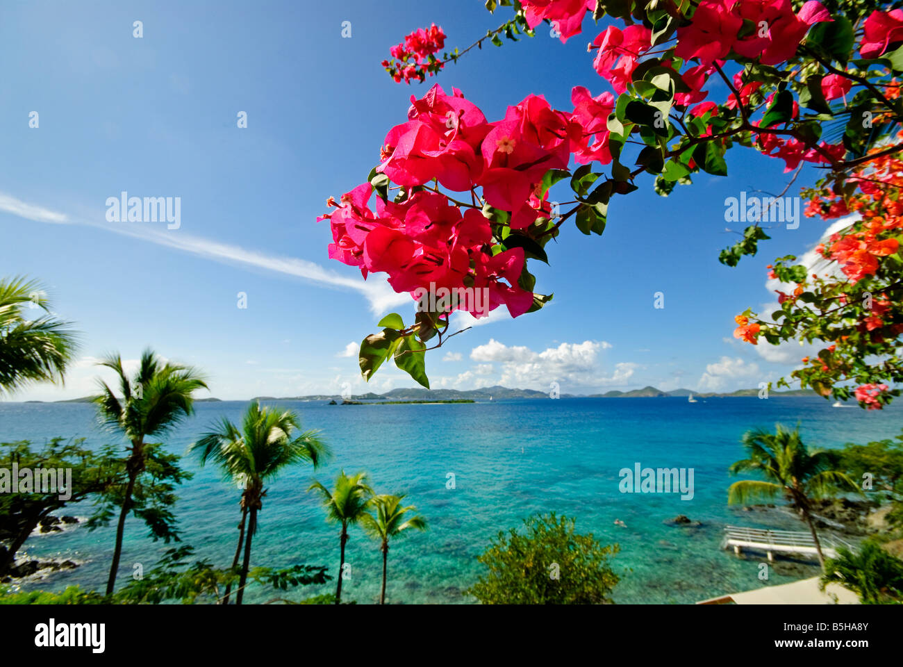 ST JOHN, US Virgin Islands - A view out over clear Caribbean waters looking toward St Thomas from St John in the US Virgin Islands, with tropical pink flowers at right. Stock Photo
