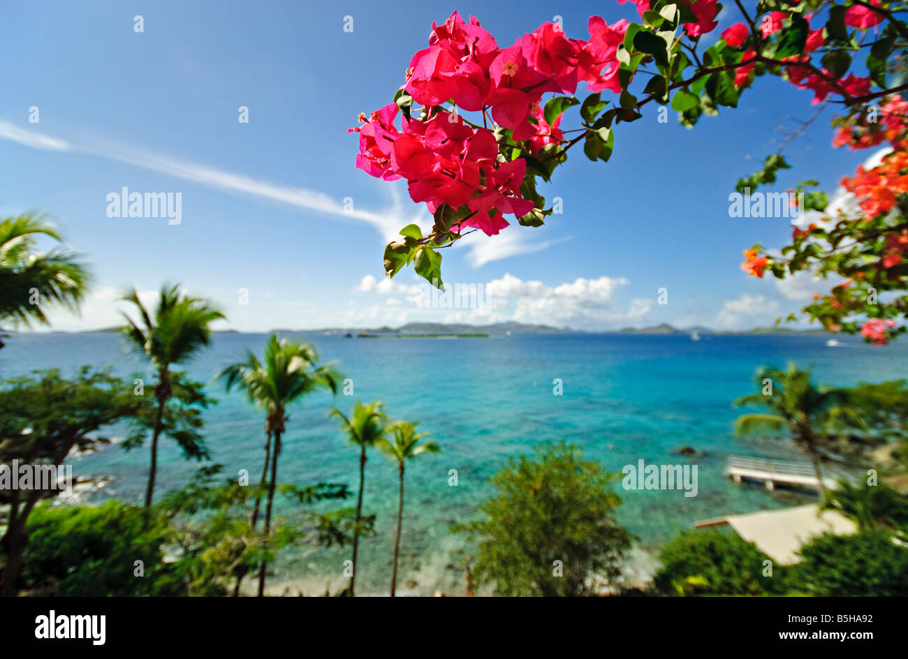 ST JOHN, US Virgin Islands - A view out over clear Caribbean waters looking toward St Thomas from St John in the US Virgin Islands, with tropical pink flowers at right and palm trees at left. Stock Photo