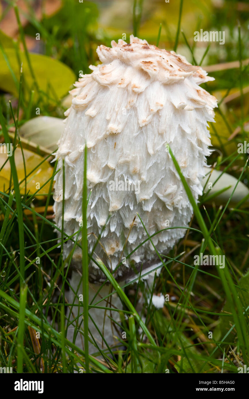 Shaggy Mane, Coprinus comatus, mushroom, northwest, U.S., Oregon, edible, fungi, yard Stock Photo