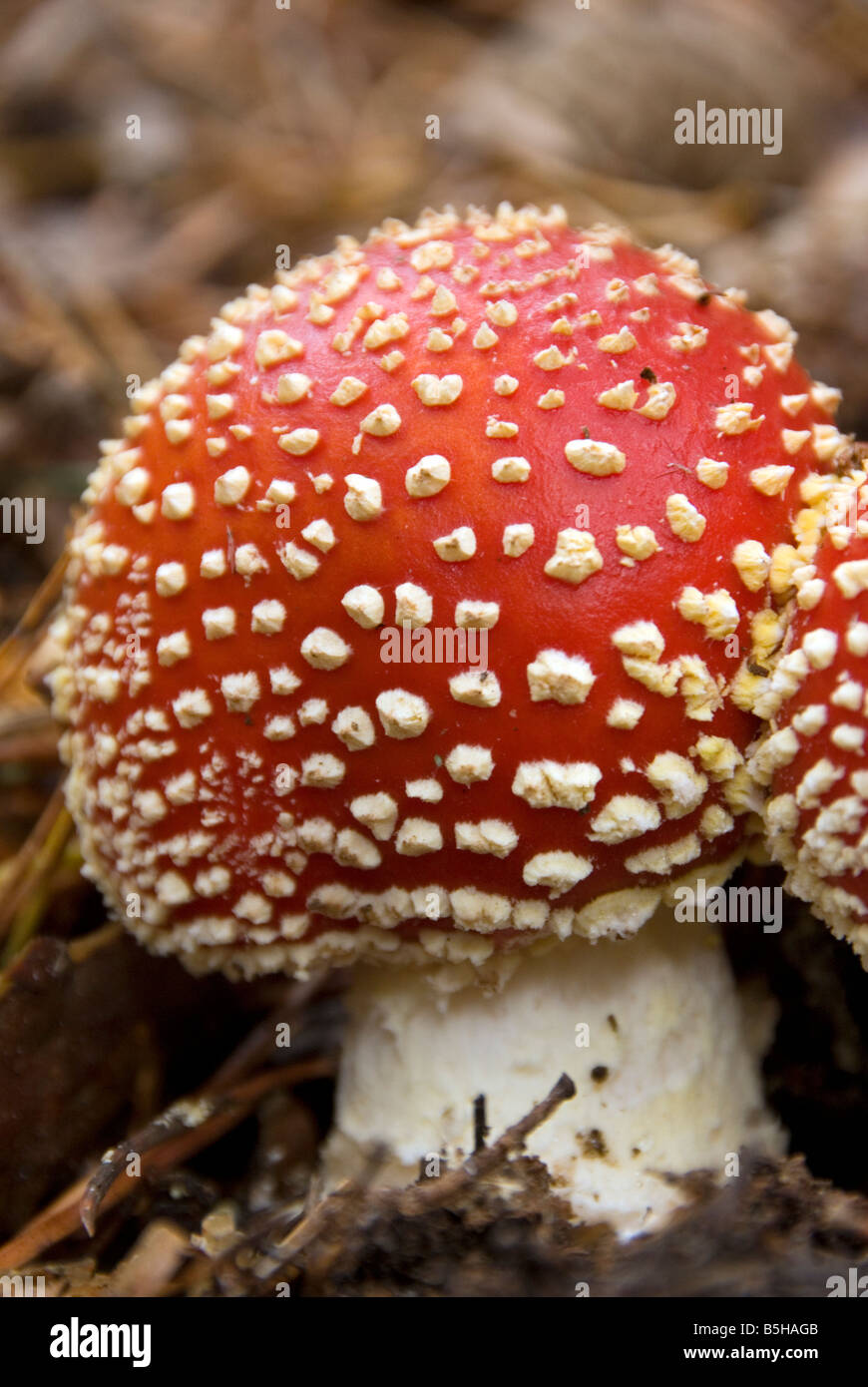 Close up of Fly Agaric Amanita Muscaria psychedelic mushroom in pine forest of the Sierra Nevada in southern Spain Stock Photo
