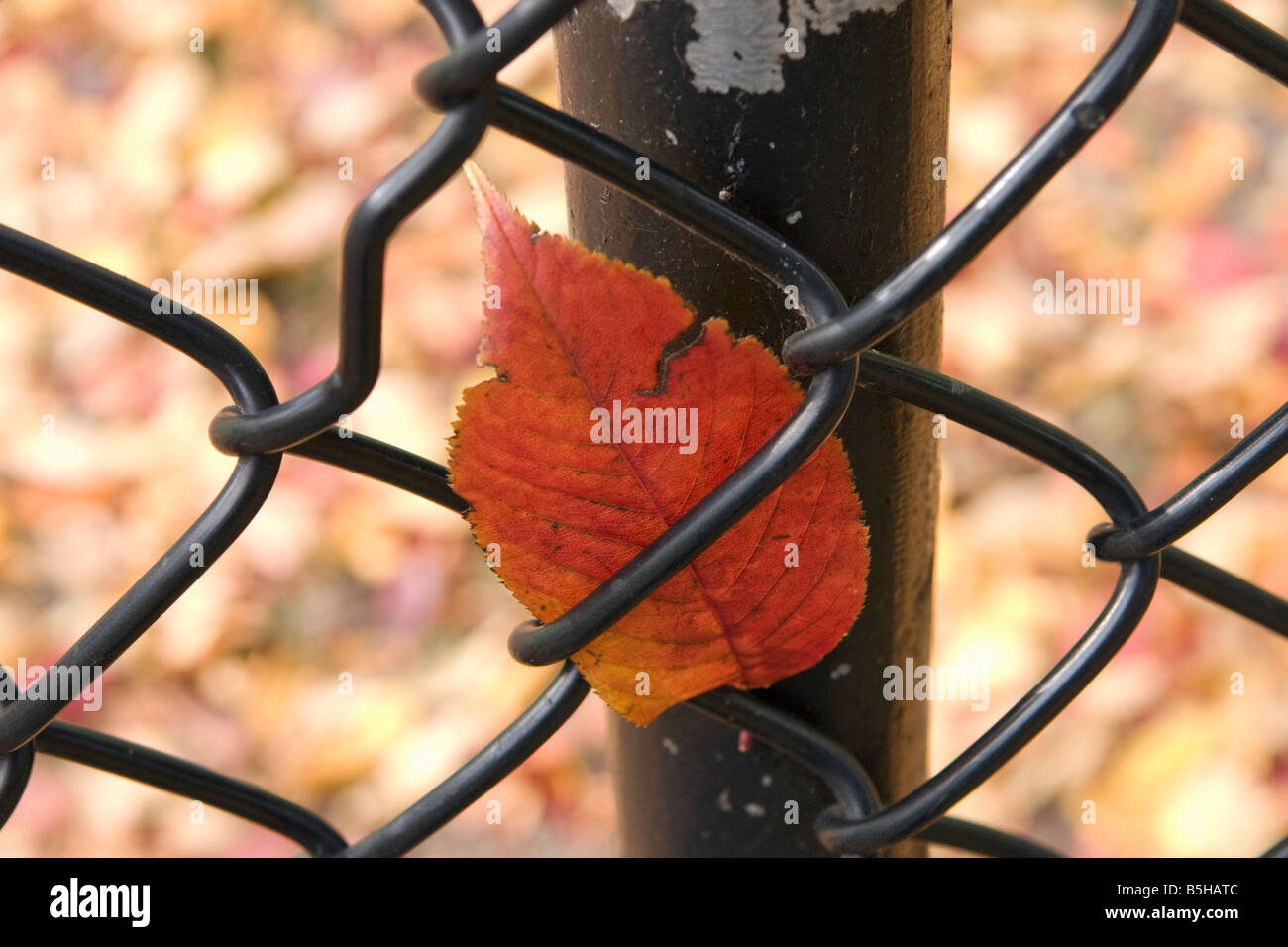 Single leaf stuck in chain link fence Stock Photo Alamy