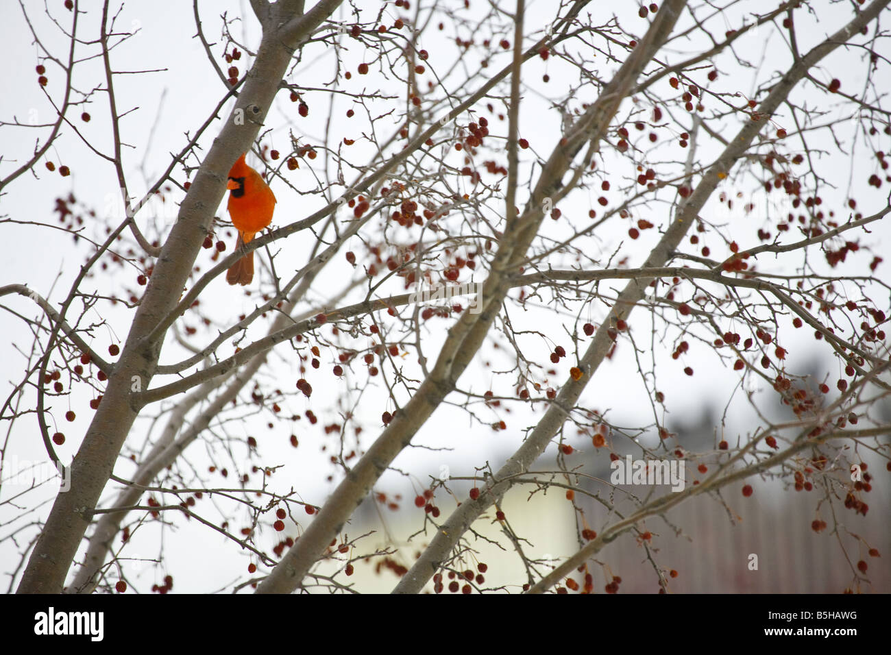 A red cardinal sitting in a crab apple tree in the winter Stock Photo