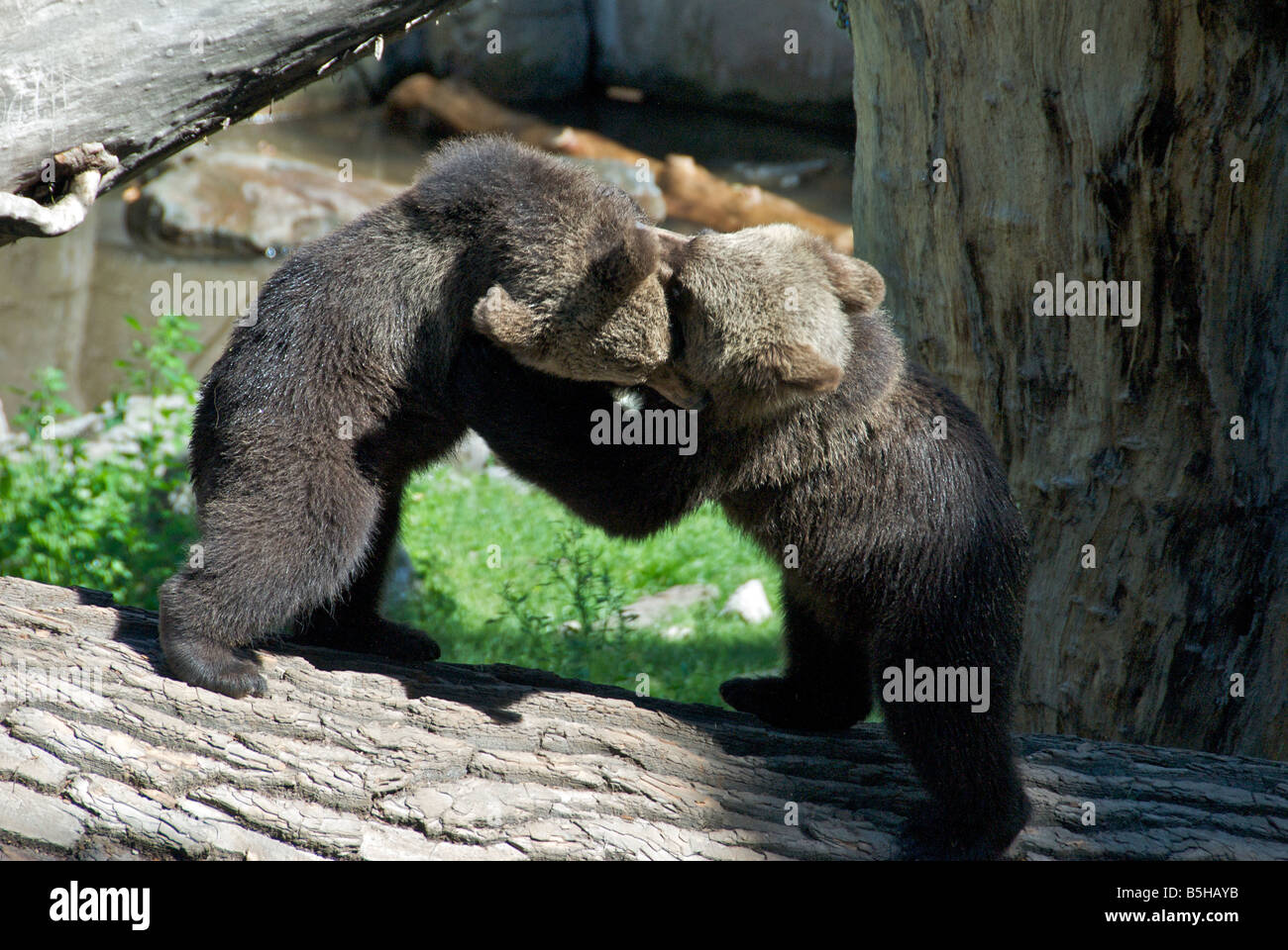 Two young brown bears playing Skansen Djurgarden Stockholm Sweden Stock Photo