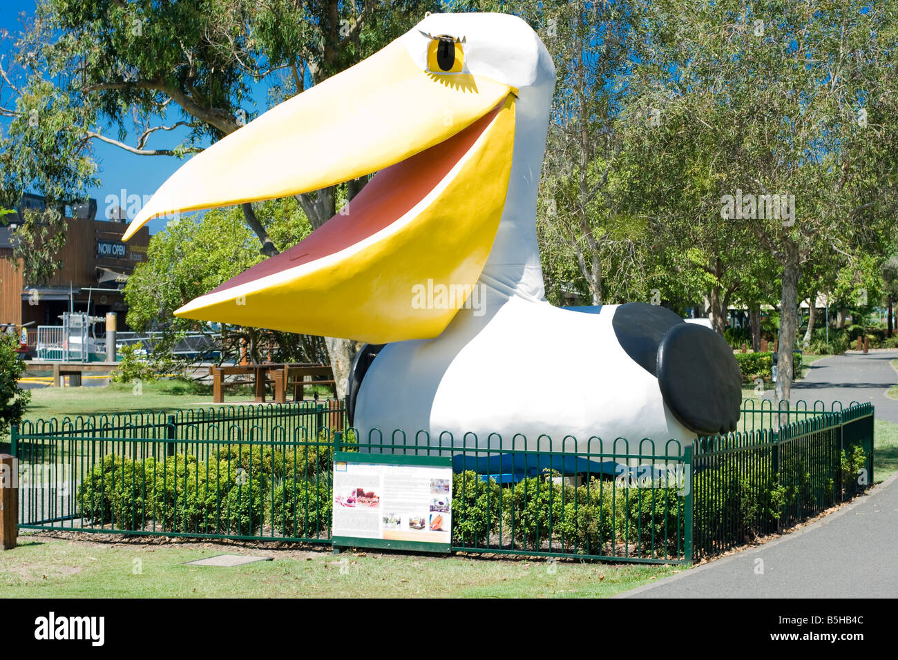 The Big Pelican Noosa River Noosaville Qld Australia Stock Photo Alamy