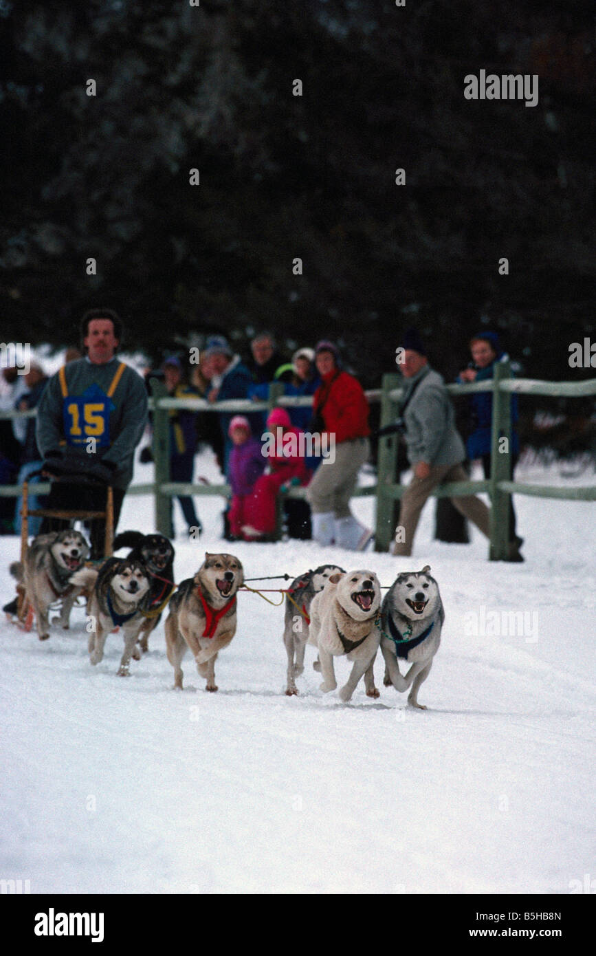 Sled Dog Racing near "100 Mile House" in the Cariboo Region of British