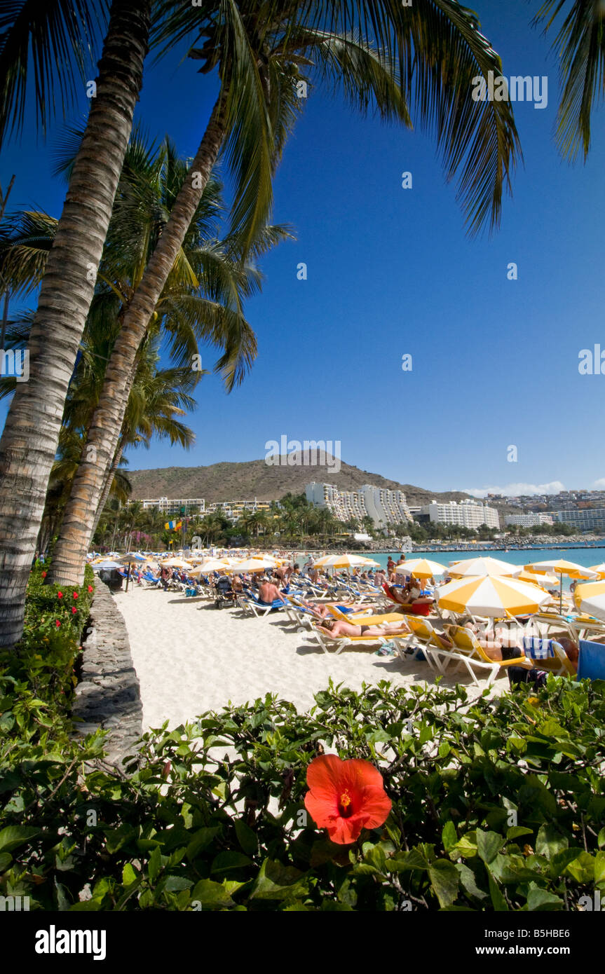 GRAN CANARIA Anfi beach luxury resort with bordering palm trees and hibiscus flower in Arguineguin southern Gran Canaria Canary Islands Spain Stock Photo
