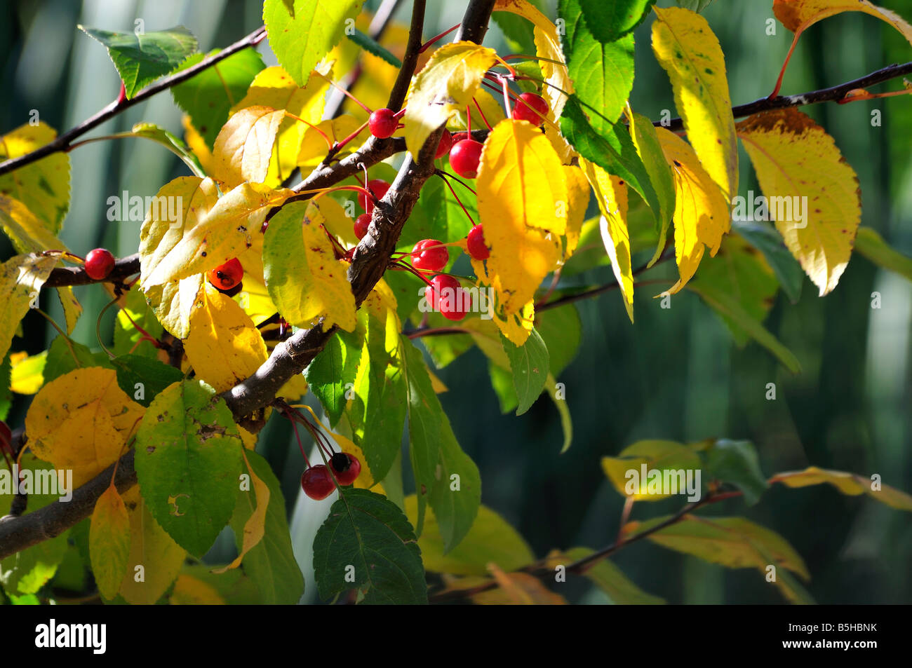 Closeup shot of a branch on a Crabapple tree with berries on it. Autumn