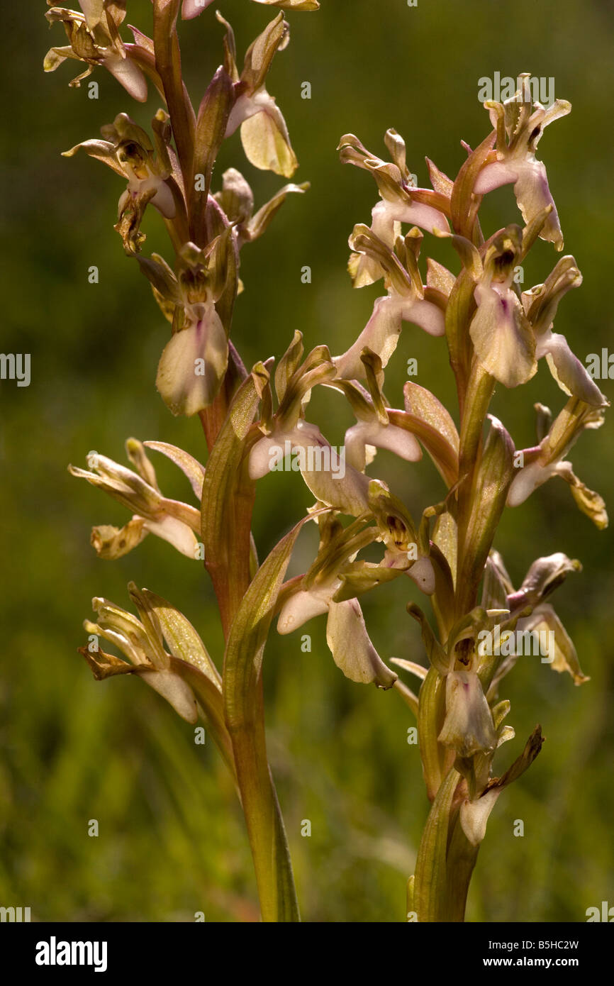 An orchid Orchis collina Orchis saccata Cyprus Stock Photo