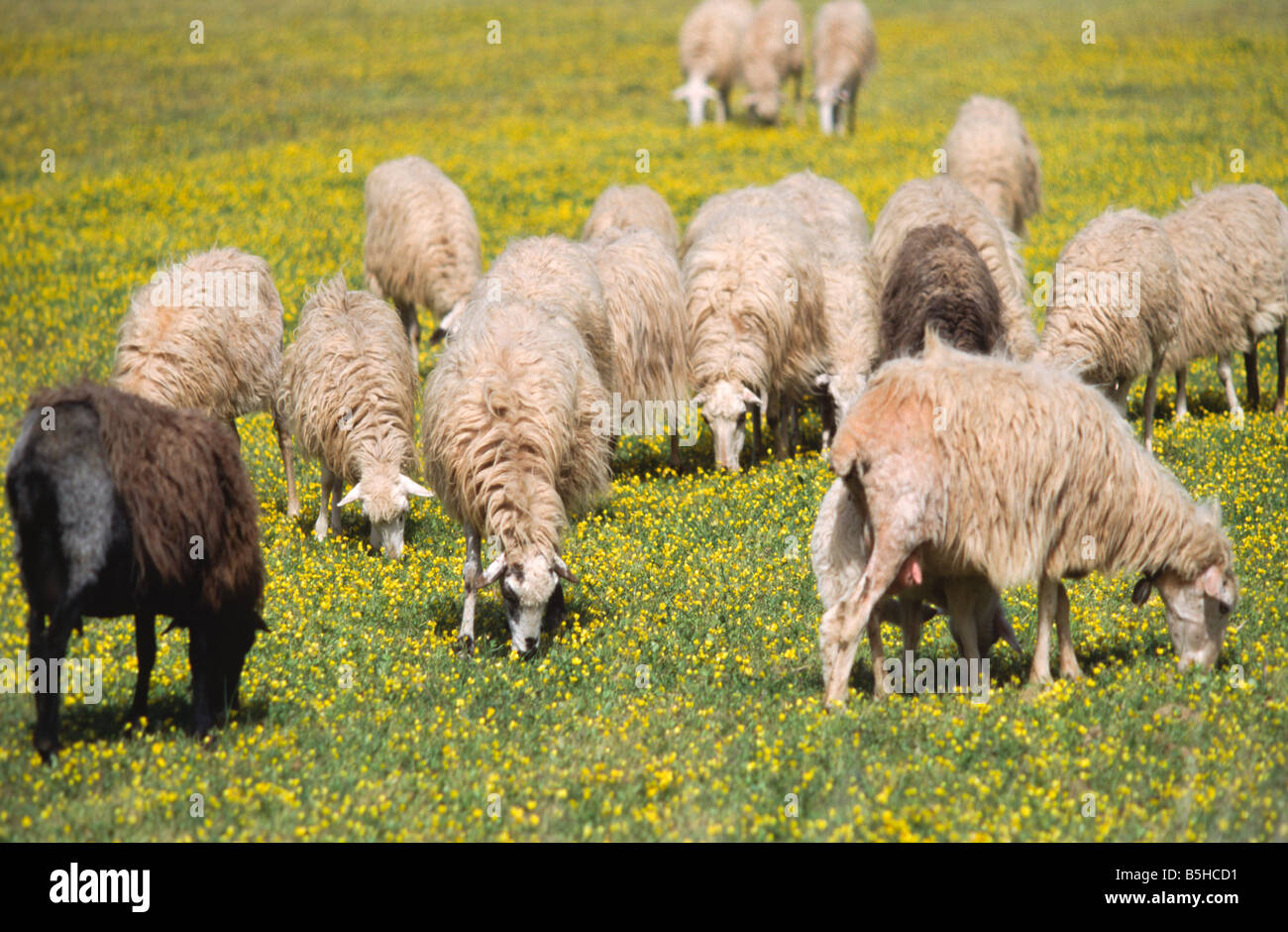 flock of sheep on a meadow Stock Photo - Alamy