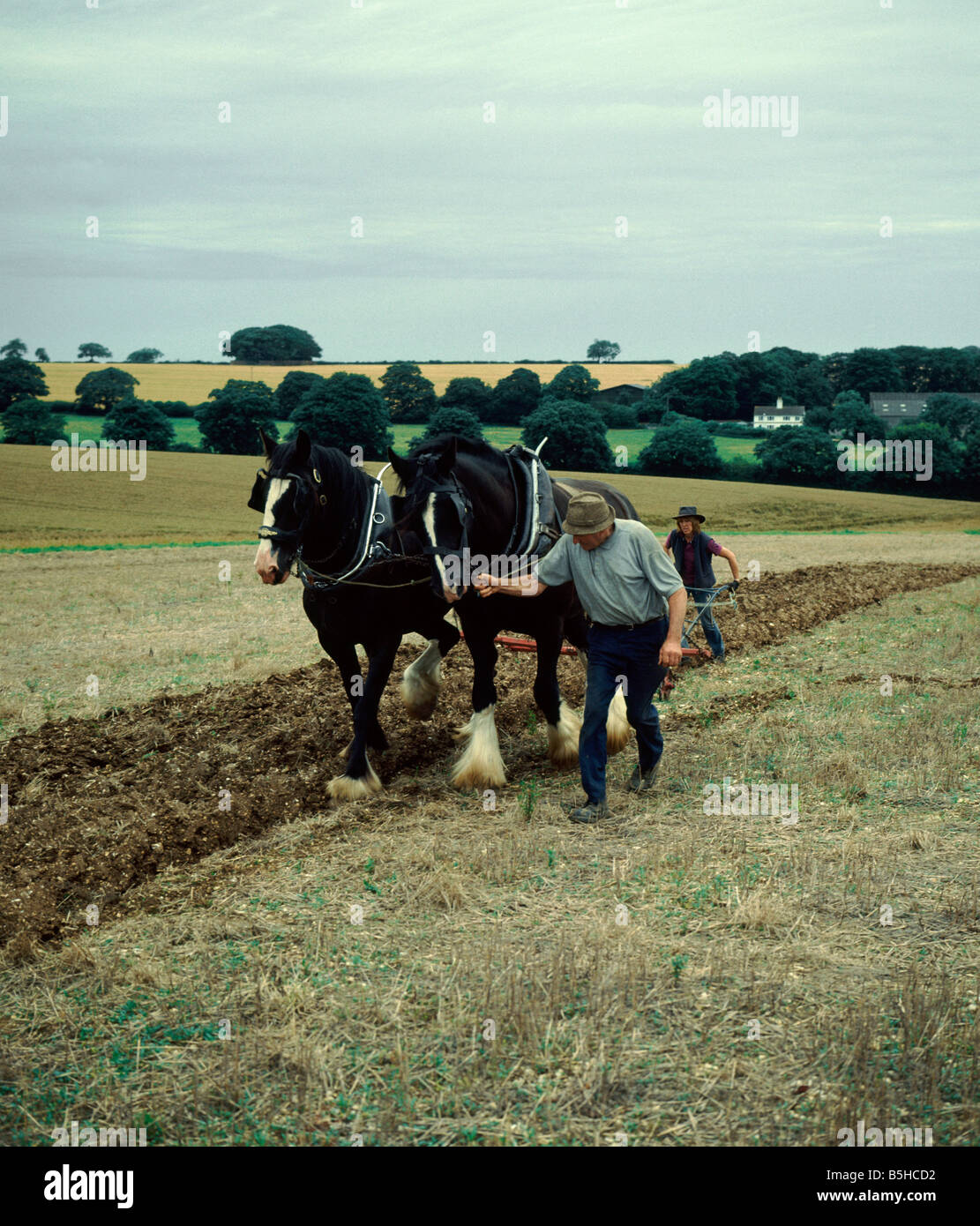 Ploughing demonstration with Shire horses ploughman and female assistant on farm Lincolnshire Wolds countryside England vertical Stock Photo