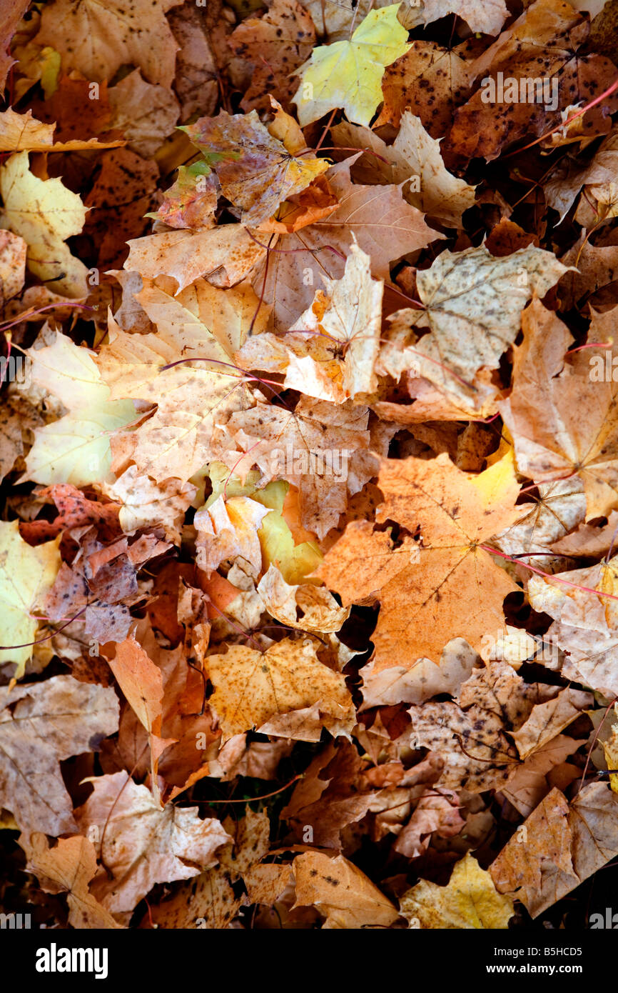 Herbstlaub am Boden, autumn leaves Stock Photo