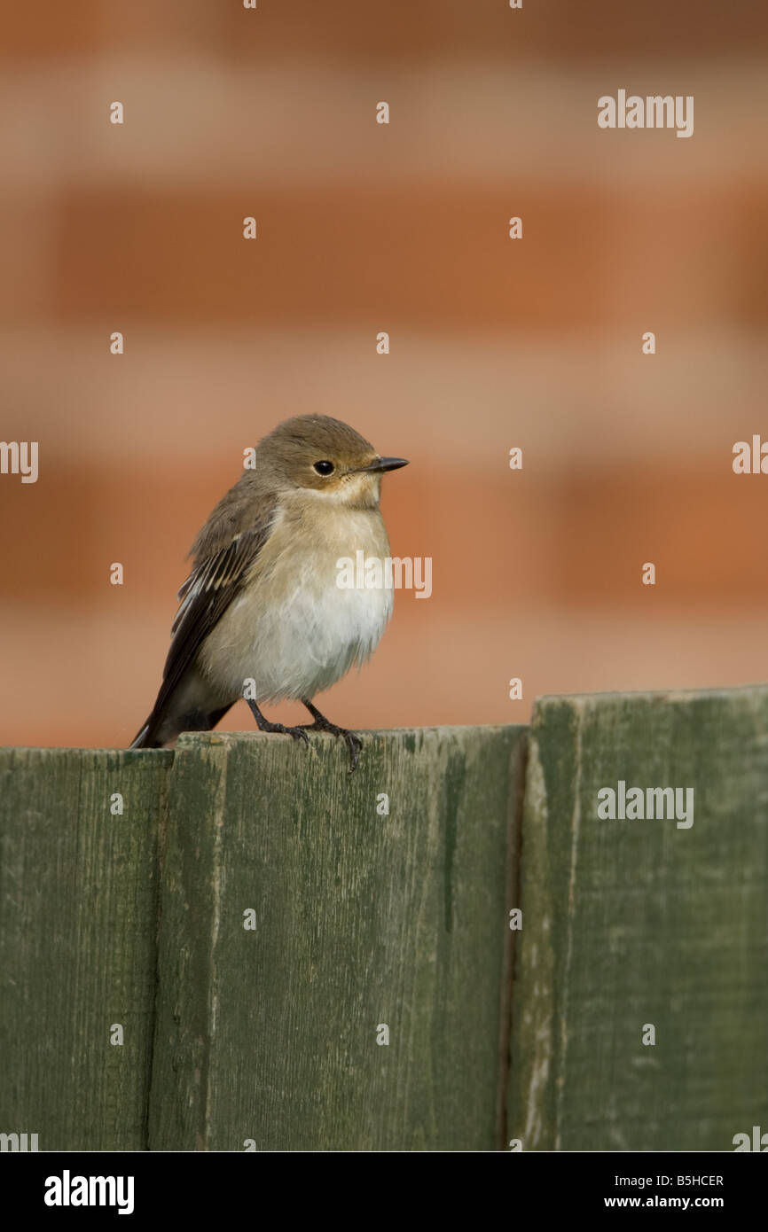 Pied Flycatcher Ficedula hypoleuca Stock Photo