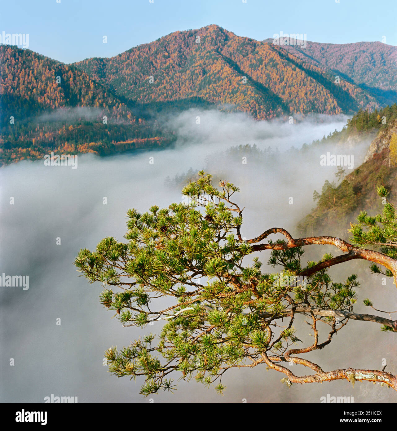 Misty arising and a pine tree branch over the Katun River’s valley. Altai. Siberia. Russia Stock Photo