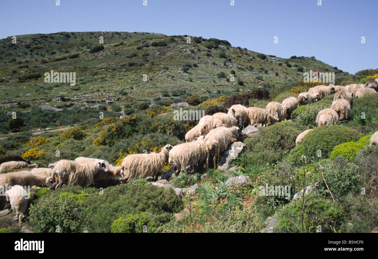 Flock of sheep on a green meadow on Crete Greece Stock Photo