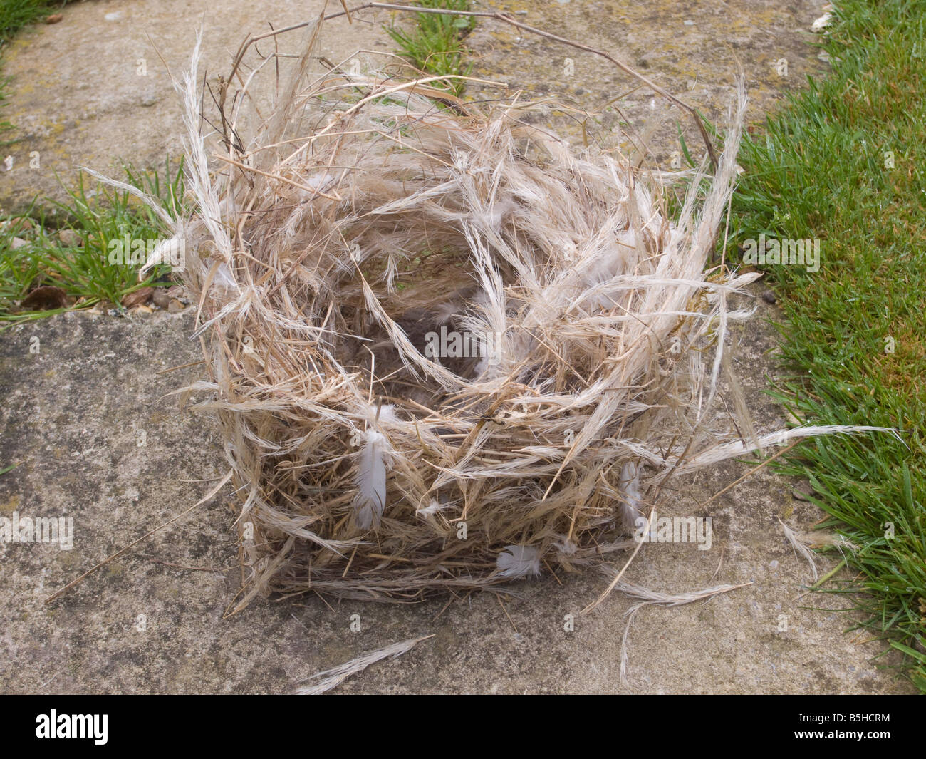 Readymade Sparrow Nest (Jute)