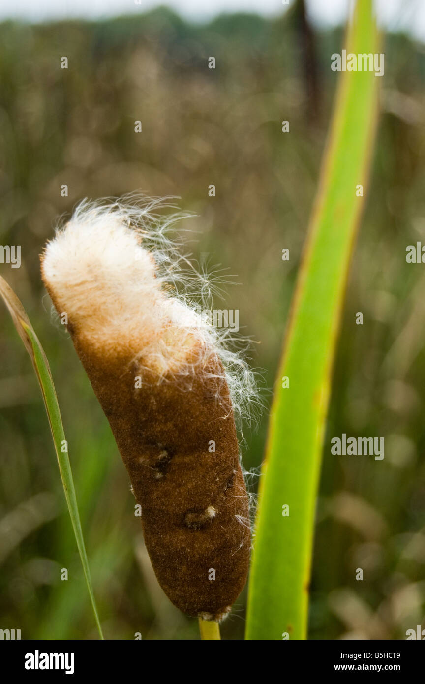 Cat Tails at Huntley Meadows Park Alexandria Fairafax County Virginia USA Stock Photo Alamy