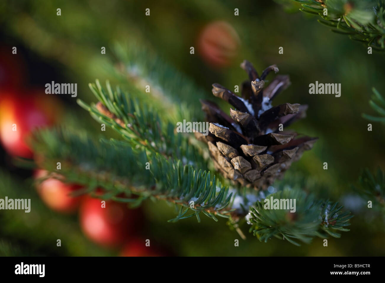 Christmas tree with pine cone Stock Photo - Alamy