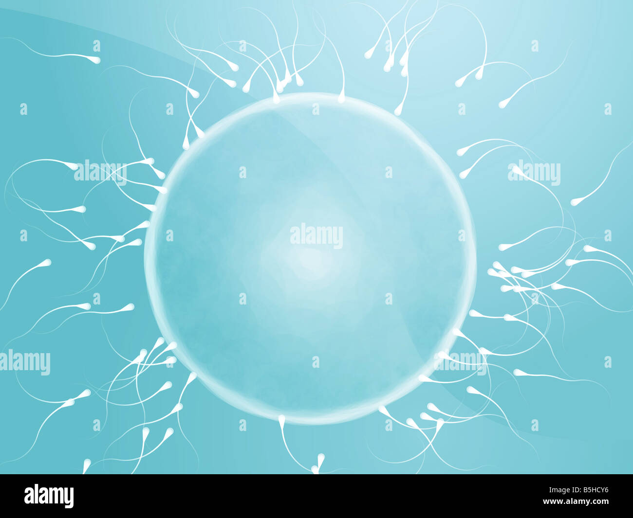 Illustration of human egg cell being fertilized by sperm Stock Photo