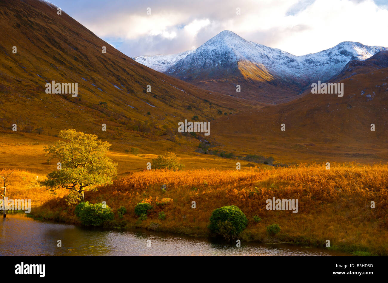 Single tree against a dramatic snowy mountain glen etive scottish highlands Stock Photo