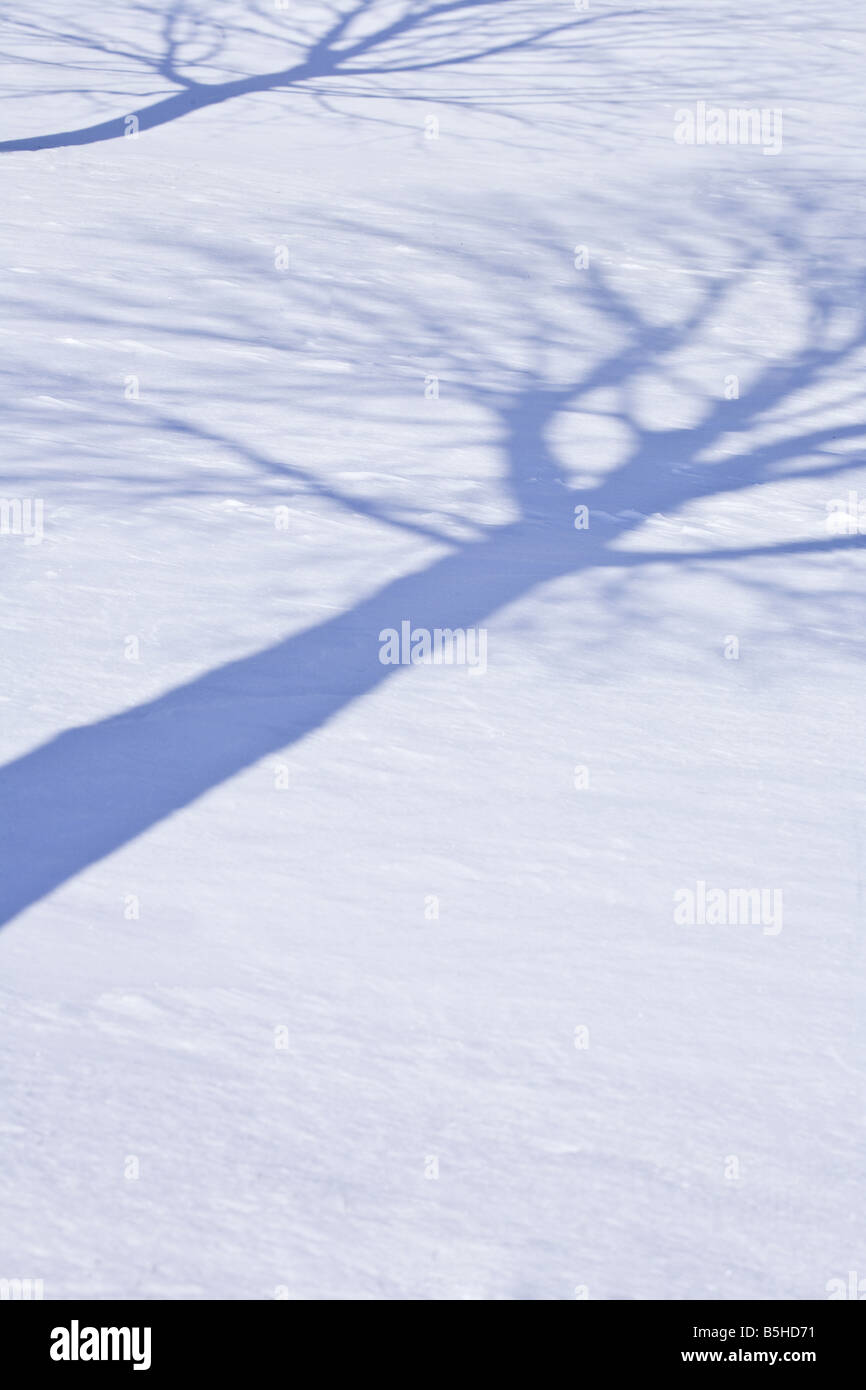 Long shadows of trees stretch across untouched winter snow Stock Photo ...