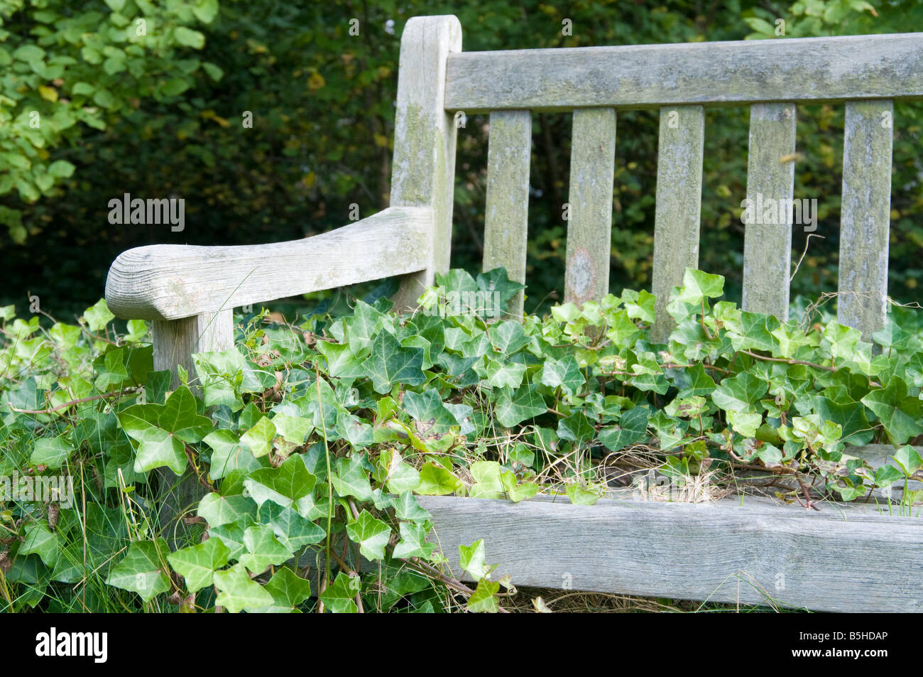 Ivy Hedera helix covered park bench Stock Photo - Alamy