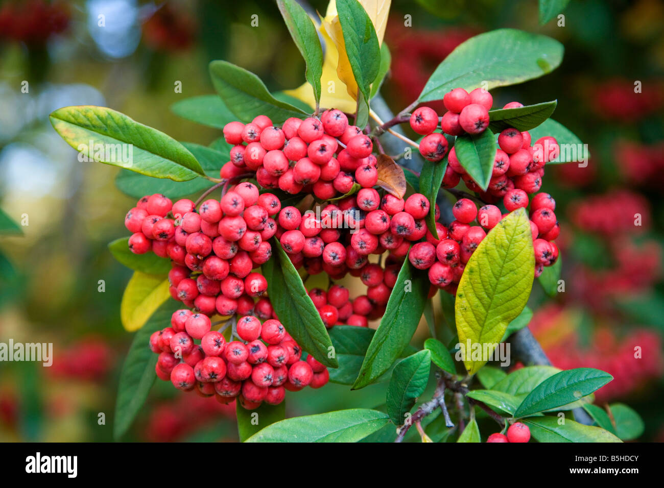 Closeup of Cotoneaster Watereri which has an abundance of bright red berries in Autumn Stock Photo