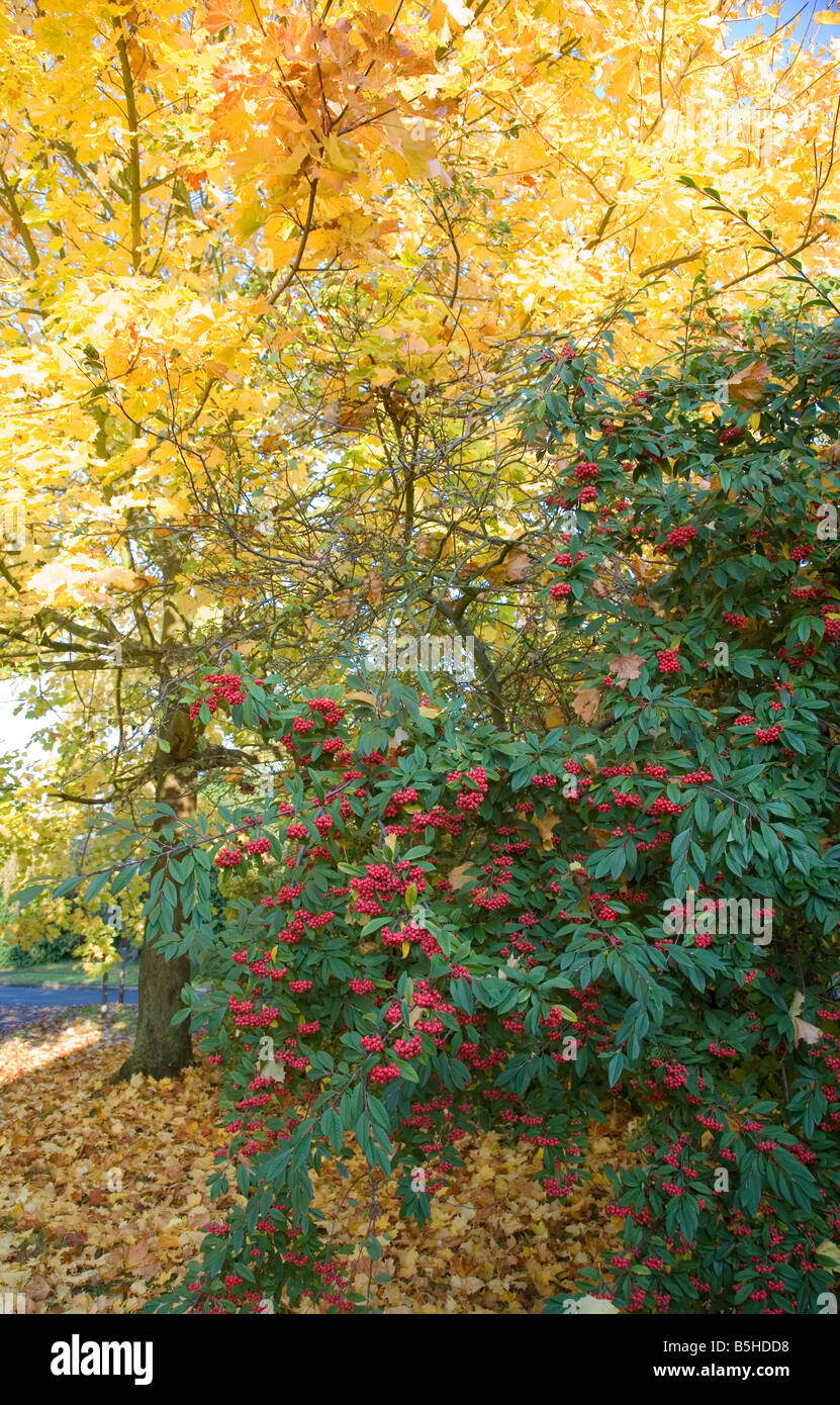 An Autumn display of Sycamore and Cotoneaster berries Stock Photo