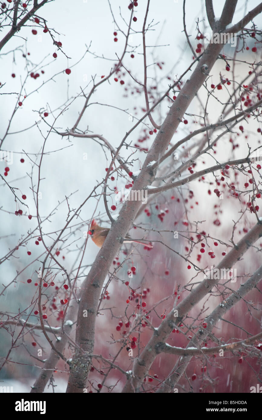 A cardinal sitting in a crab tree in the winter snow. Stock Photo