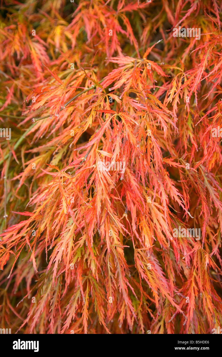 Weeping japanese maple acer hi-res stock photography and images - Alamy