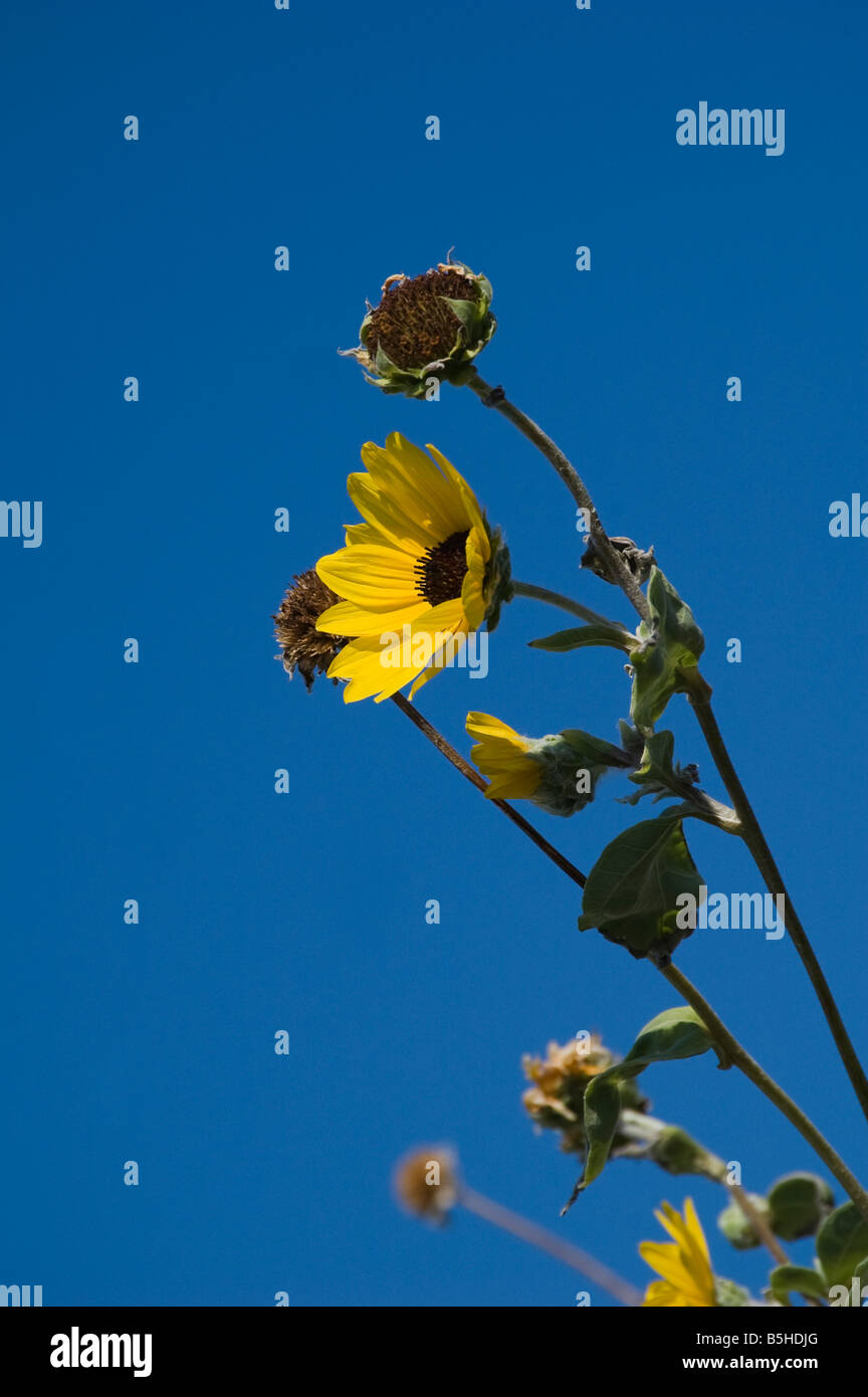 Yellow flowers on tall stems hi-res stock photography and images - Alamy