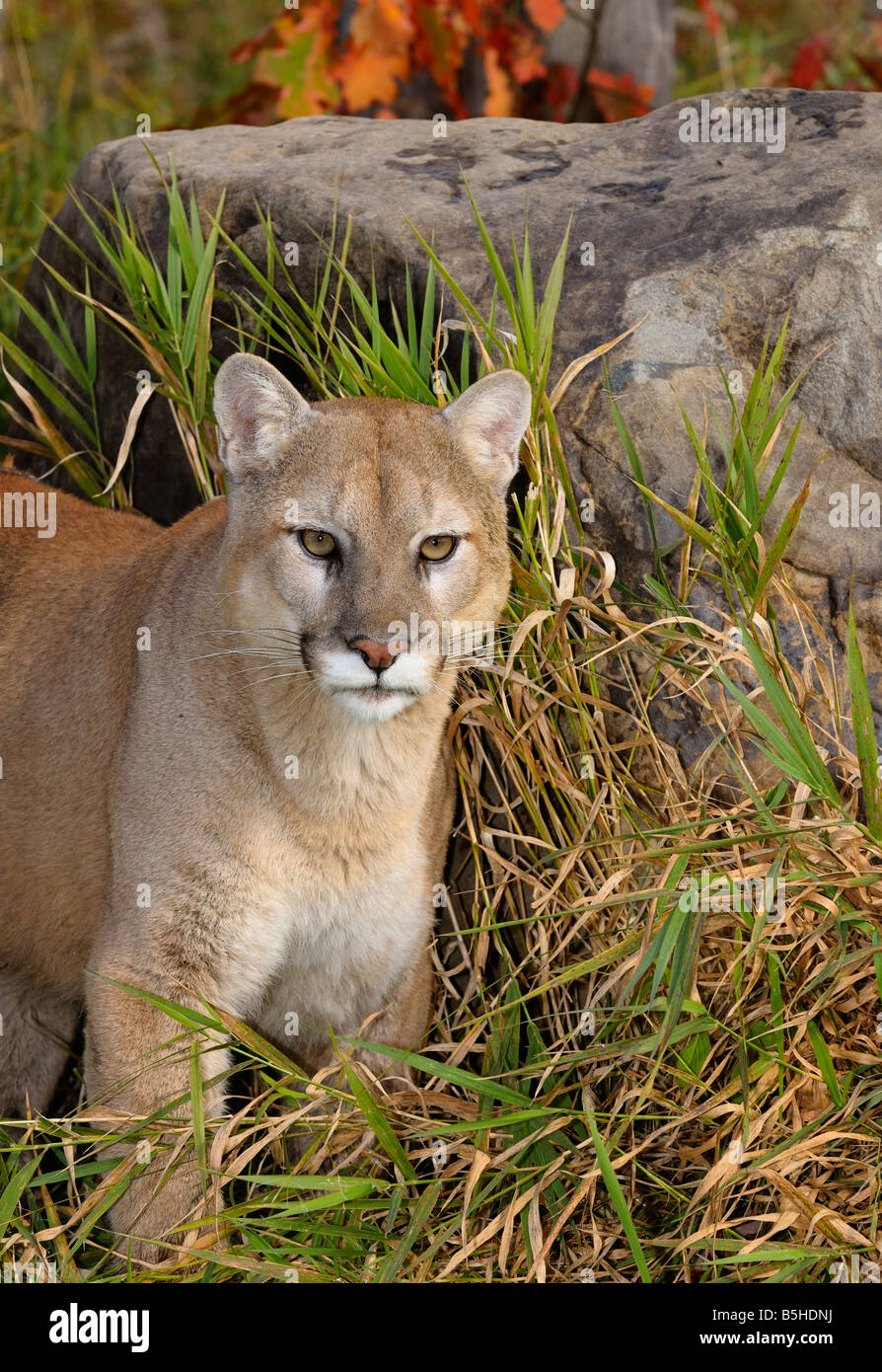 Cougar standing in tall grass by a rock in Autumn Stock Photo
