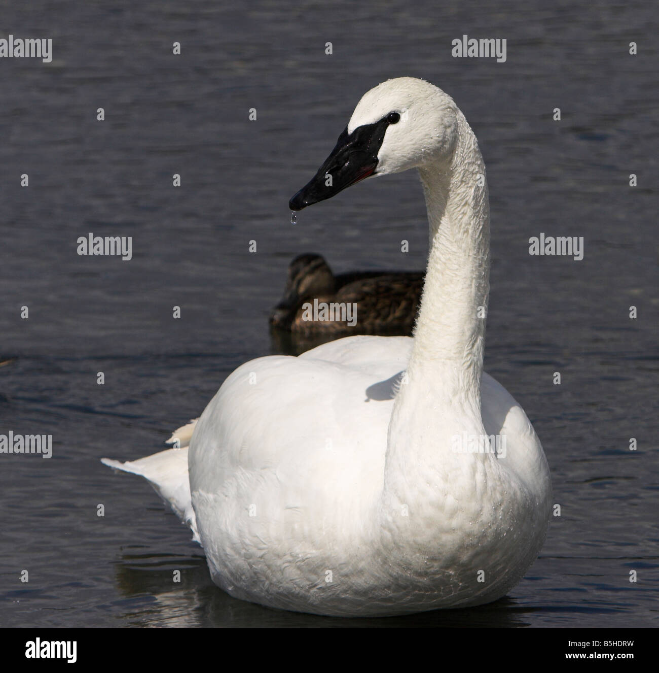 Trumpeter Swan Cygnus buccinator with water droplet on end of bill at Esquimalt Lagoon Victoria Vancouver Island BC in April Stock Photo