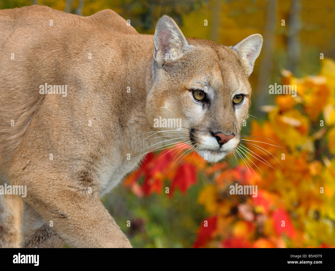 Close up of a Cougar face in an Autumn forest with red maple leaves Stock Photo