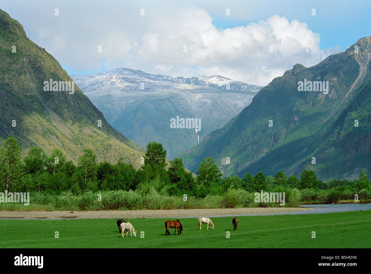 Grazing horses in the Chulyshman River’s valley. Altai. Siberia. Russia Stock Photo