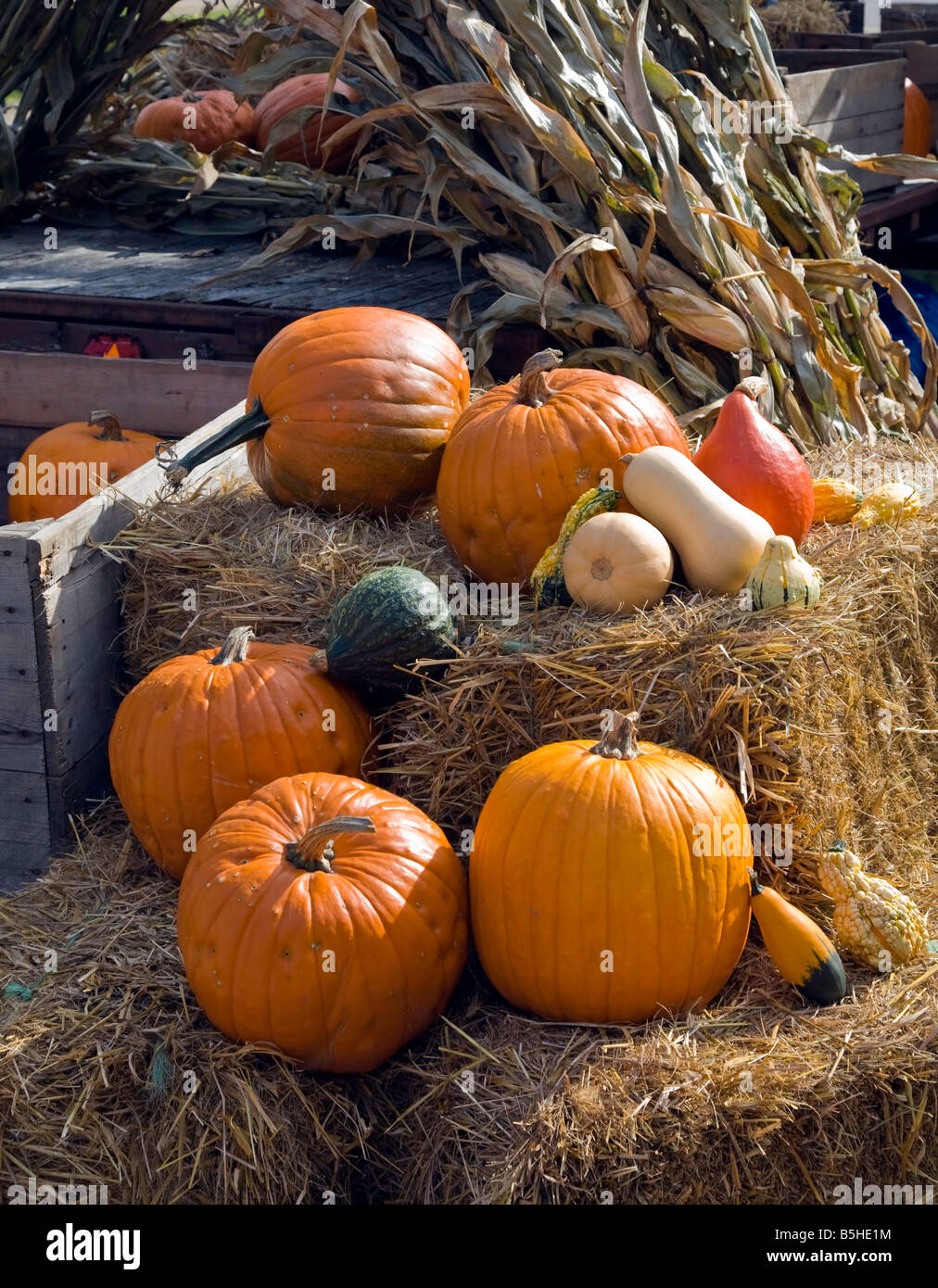 Display of Pumpkin on display for the Celebration of Thanksgiving in North America Stock Photo
