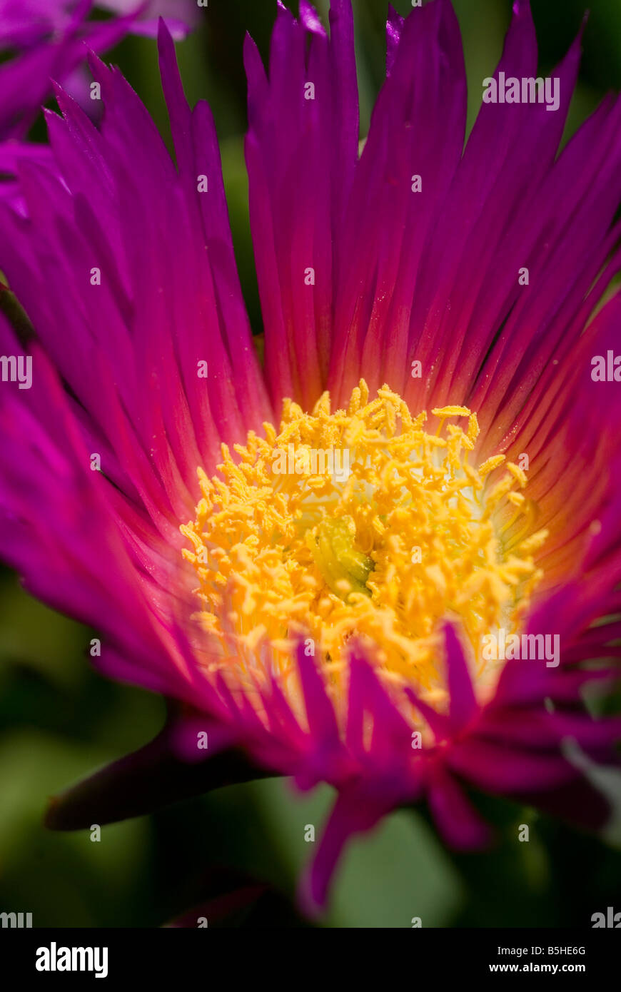 giant pigface Carpobrotus glaucescens flower Stock Photo