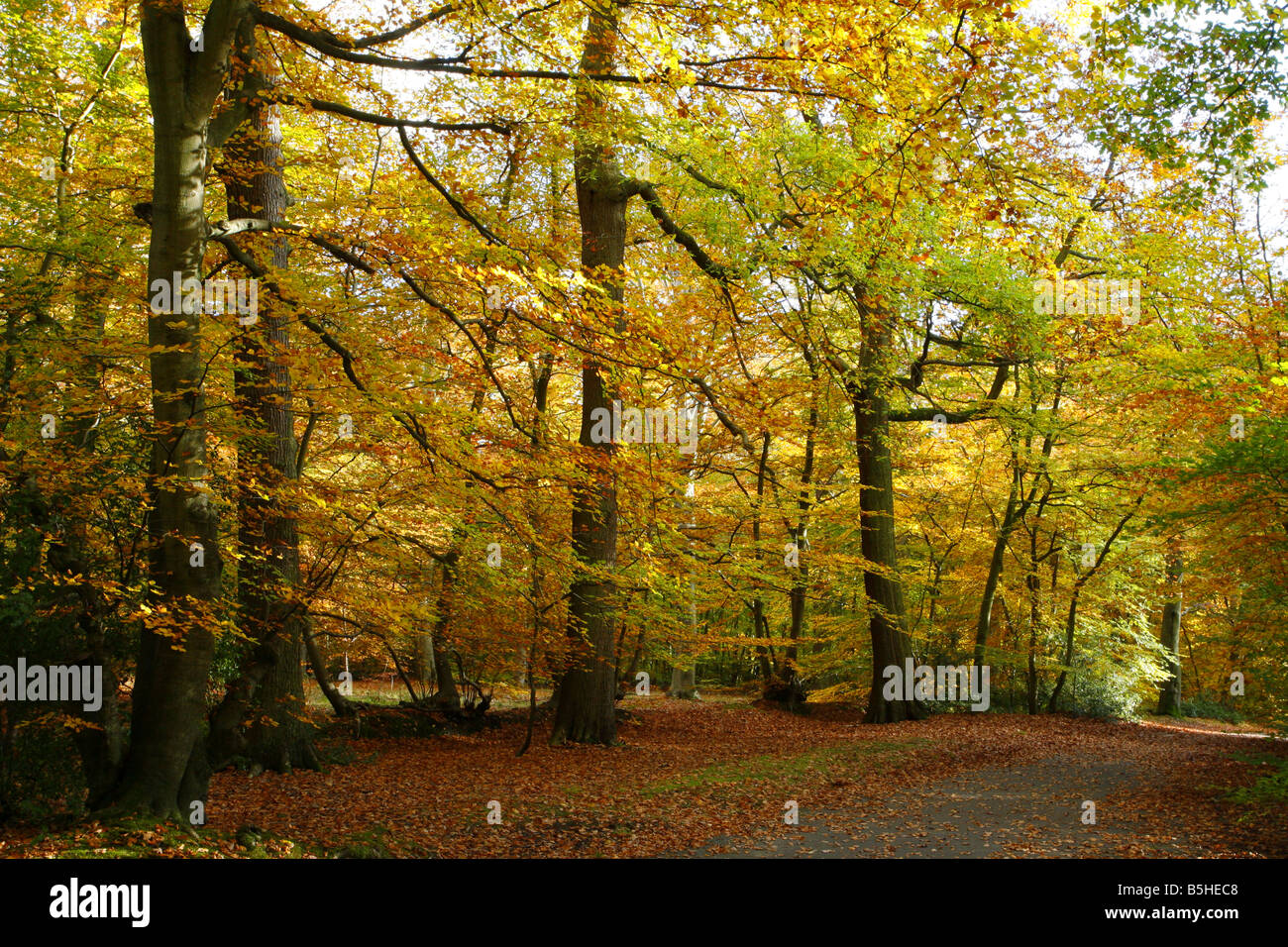 Beech Trees Fagus sylvatica in Autumn Taken October Burnham Beeches ...