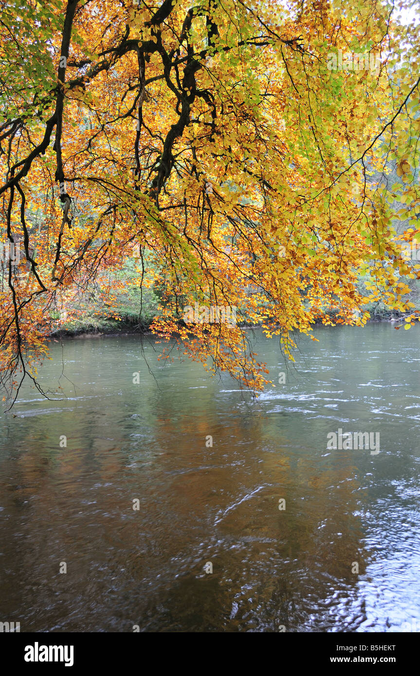 Autumn Beech tree reflecter in Teifi River Henllan Carmarthenshire Wales Stock Photo