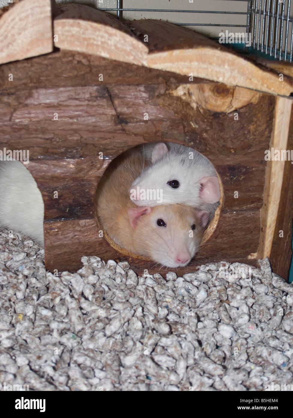 A pair of cute little pet rats (Rattus norvegicus domestica) peeking