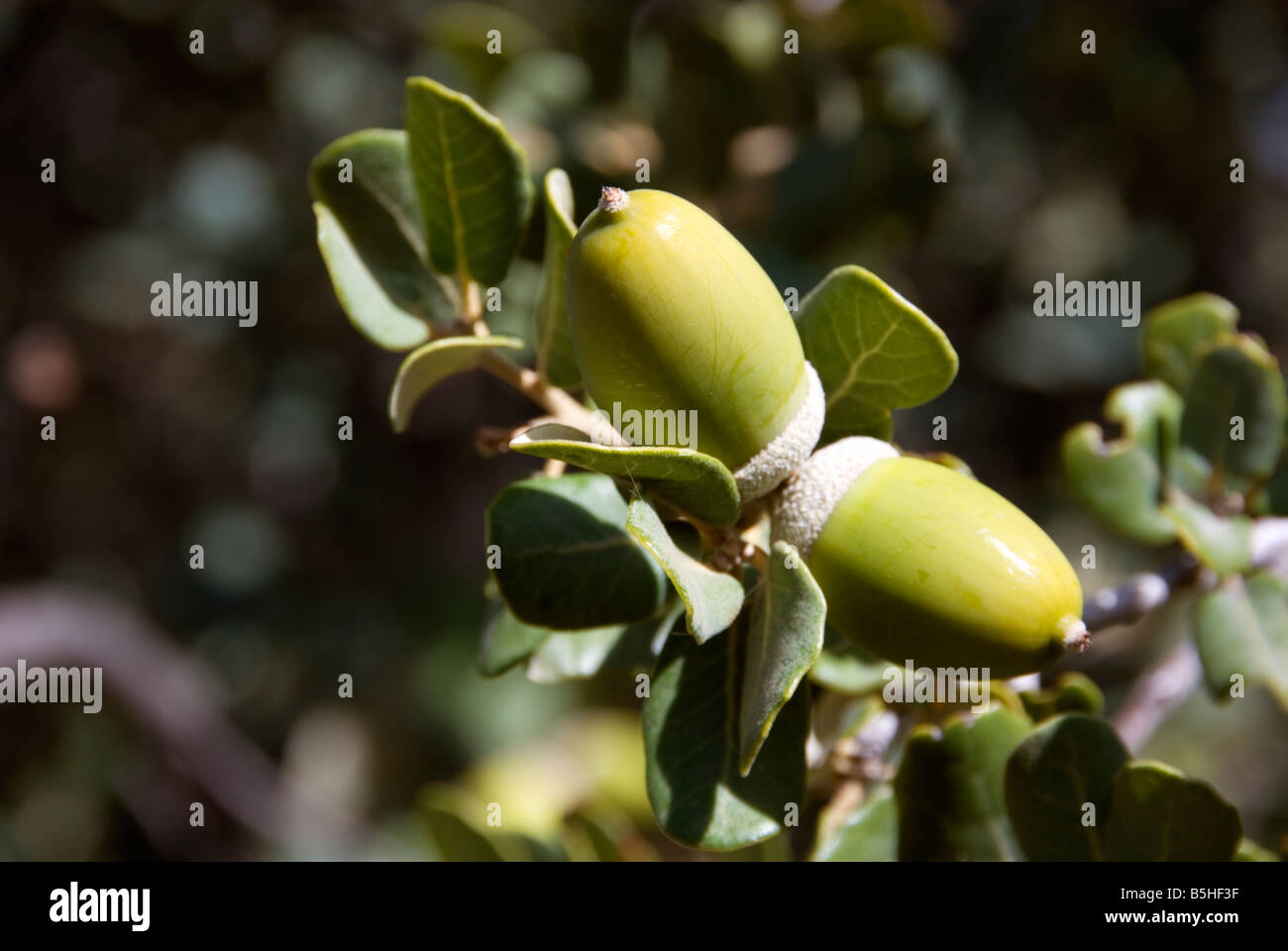 Close up of acorn nut in the Sierra Nevada area of Spain Stock Photo