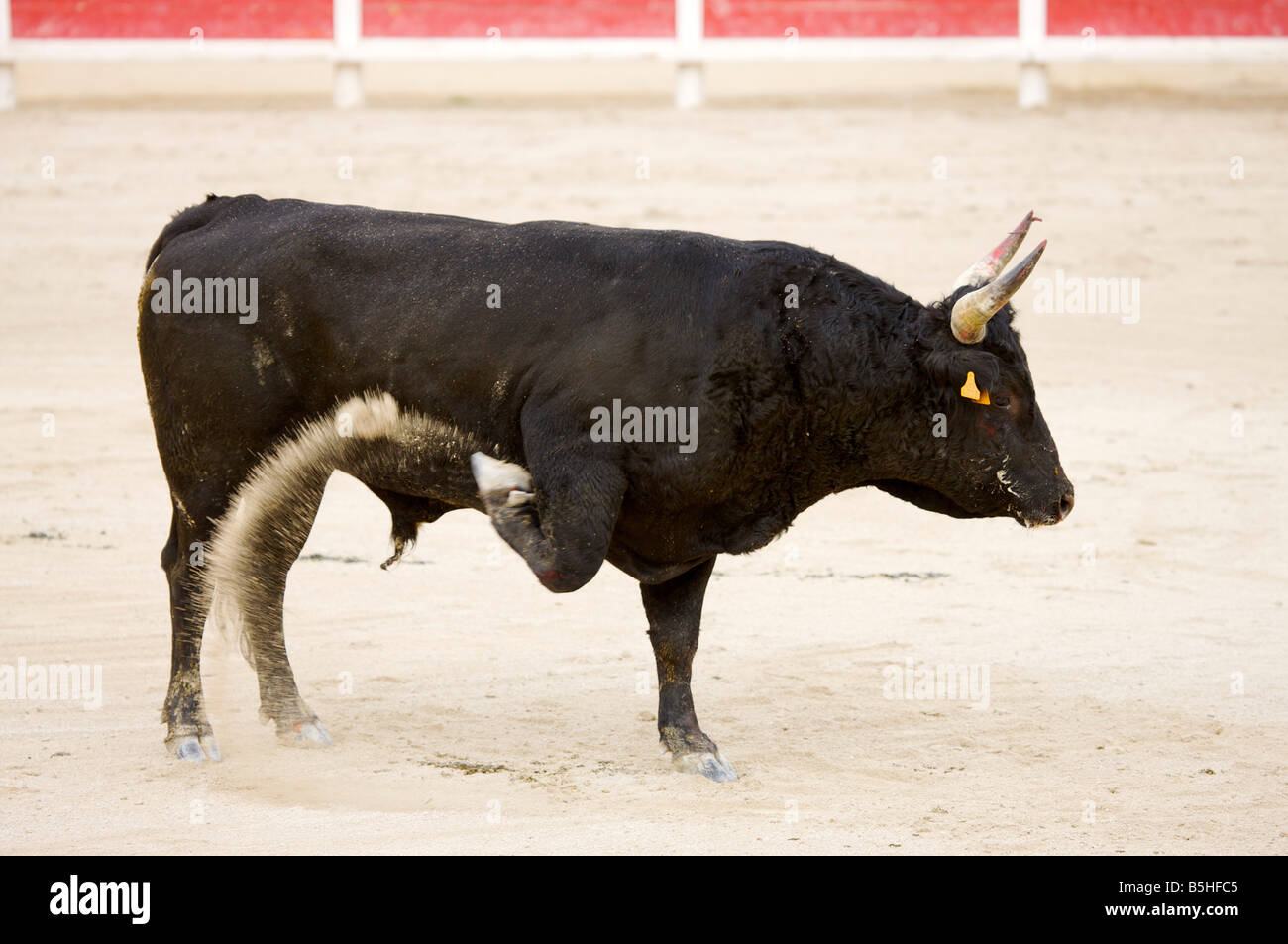 one single bull in the arena of Saintes Maries de la Mer La Camargue Provence France Europe Stock Photo