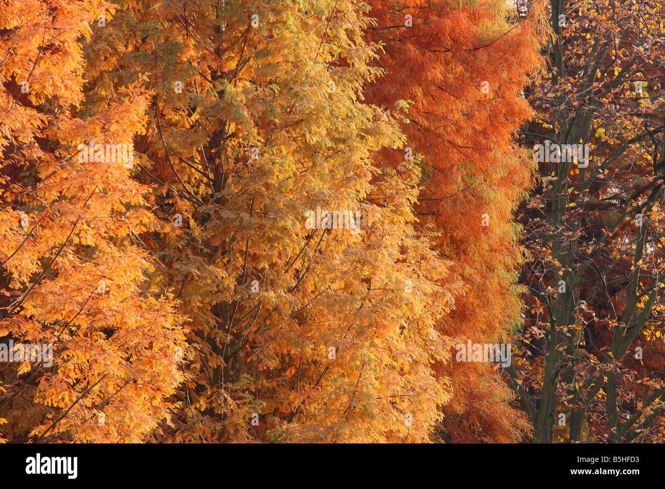 Bald cypresses turning yellow and rusty in autumn.Taxodium distichum Stock Photo