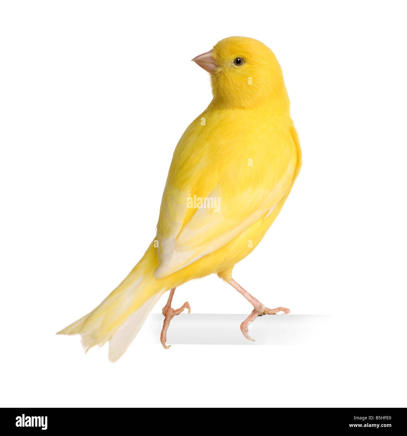 Yellow canary Serinus canaria on its perch in front of a white background Stock Photo