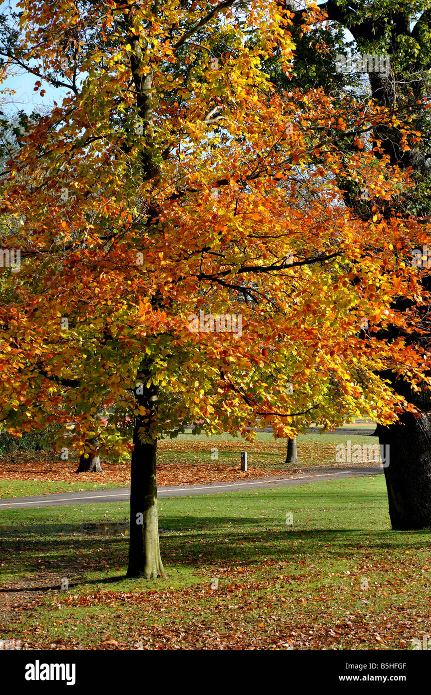 Tudor Grange Park in autumn, Solihull, West Midlands, England, UK Stock Photo