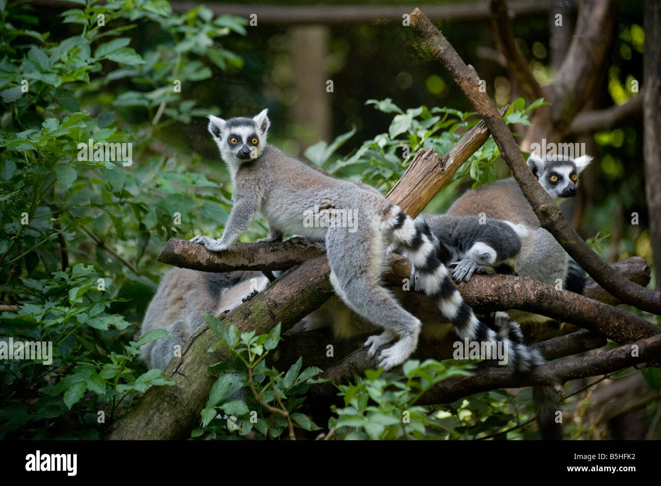 A family of Ring tailed Lemurs in the forest Stock Photo