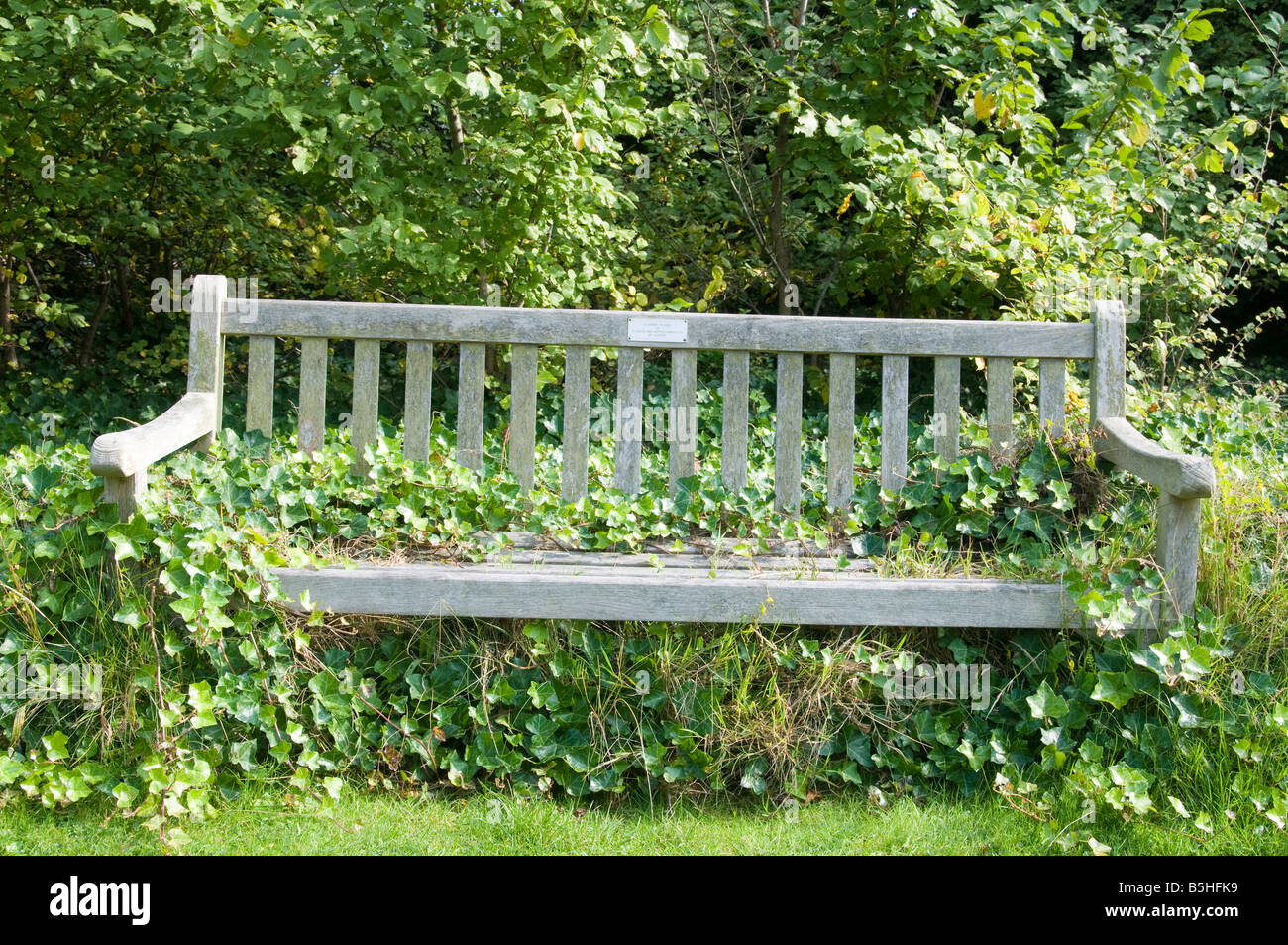 Ivy Hedera helix covered park bench Stock Photo - Alamy