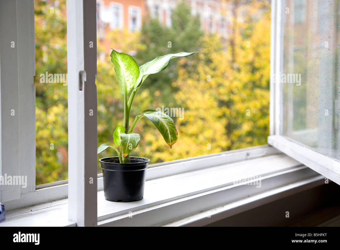 A plant on a window sill with an open window Stock Photo Alamy
