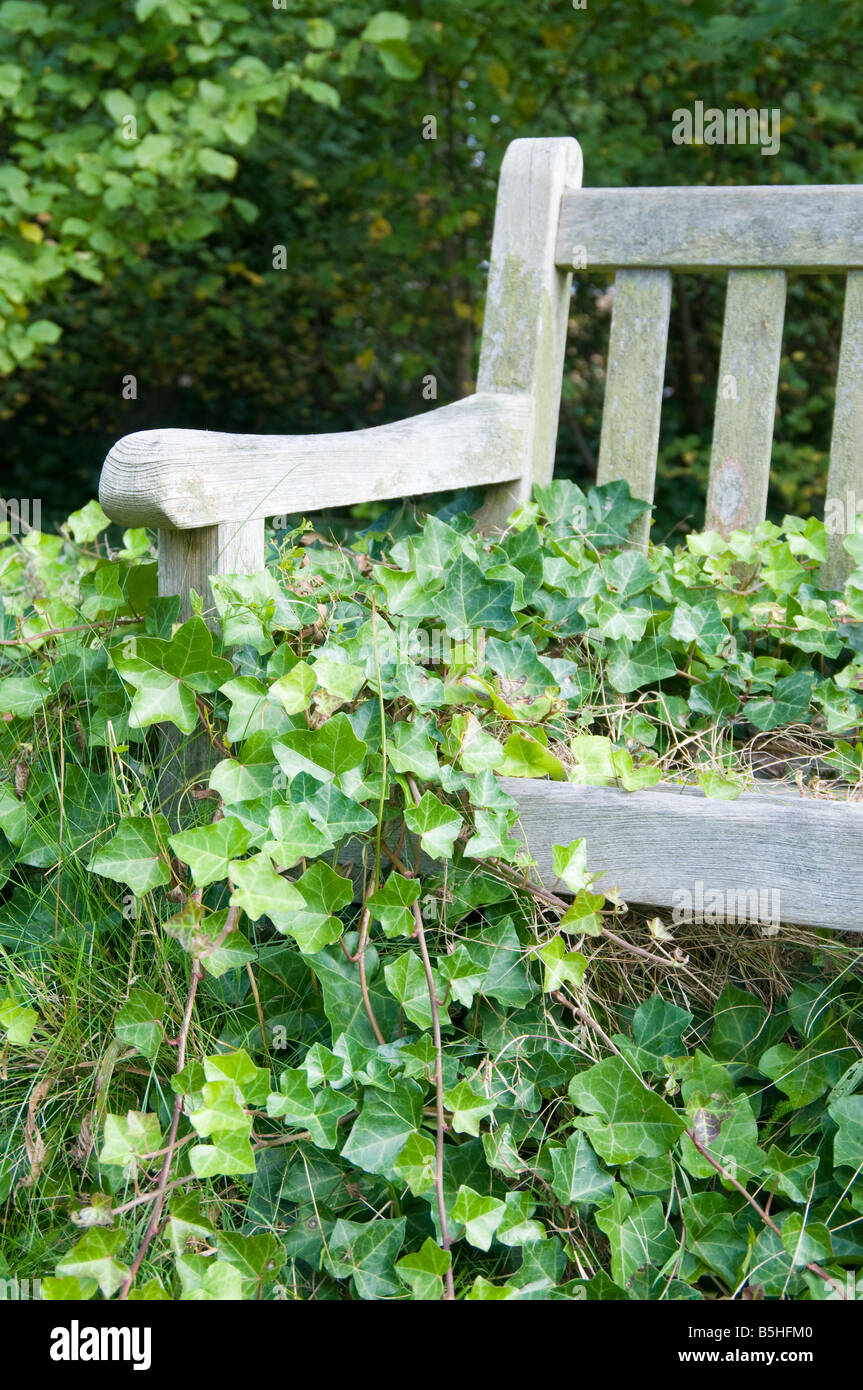 Ivy Hedera helix covered park bench Stock Photo - Alamy