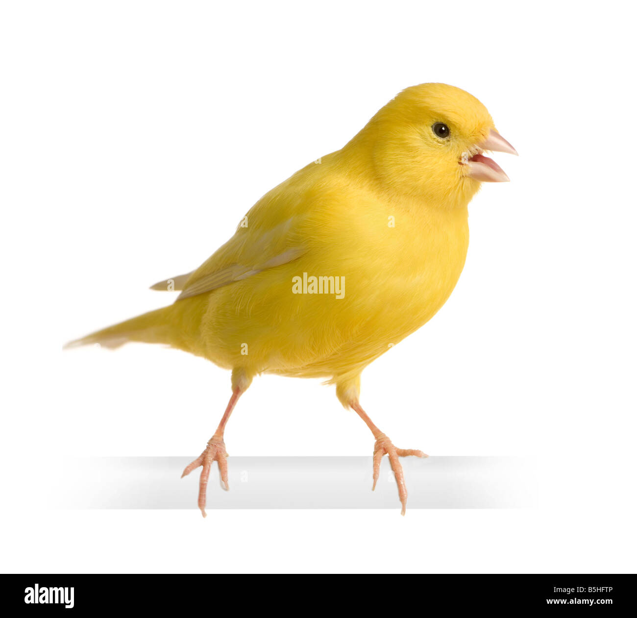 Yellow canary Serinus canaria on its perch in front of a white background Stock Photo