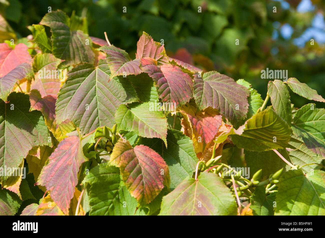 Autumn leaves Acer davidii grosseri Stock Photo